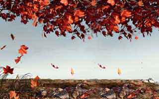 $2000 IRS Direct Deposits: The Crucial Eligibility Details You Can't Miss